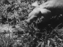 Aardvark born in captivity Stock Footage