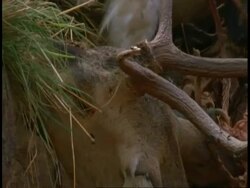 CU group of King Vultures, Sarcogyps calvus, with carcass, Bandhavgarh National Park, India Stock Footage