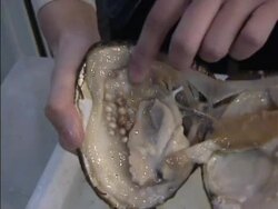 Opening Oyster for Pearls Stock Footage