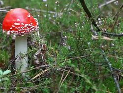 Fly agaric Stock Footage