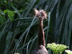 Very Bad Hair Day Stock Footage