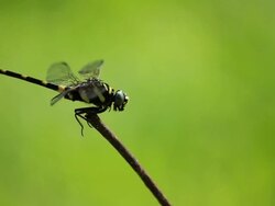 Closeup dragonfly rests on stick Stock Footage
