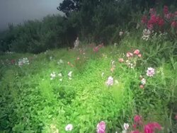 MS SLO MO POV  Woman walking on trail overlooking ocean / Cape Blanco, Oregon, United States Stock Footage