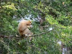 Gibbon Stock Footage