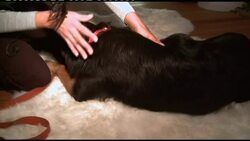 Gym and spa for pampered urban pets News Clip