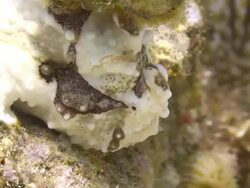 Clown Frogfish Stock Footage