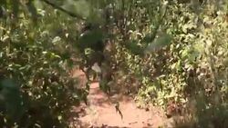 CLEAN : FILE: Mexico UN release first estimate for opium poppy fields News Clip