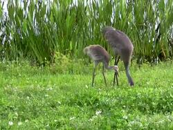 Crane Showing Chick How To Find Food Stock Footage