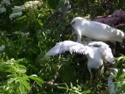 Feed Me Or I'll Grab Your Beak Stock Footage