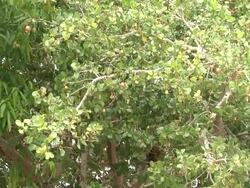 Zoom cashewtree to cashew apple Stock Footage
