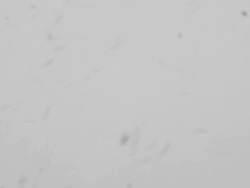 Snowy day Stock Footage