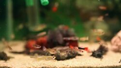 Aquarium full of colorfull fish Stock Footage