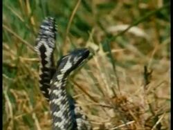 CU pair of Adders, Vipera berus, in Adder dance, competition, male snakes intertwine raised heads, grass background, UK Stock Footage
