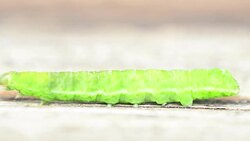 Caterpillar Stock Footage