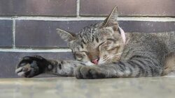 Sleeping Kitty Stock Footage