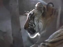 Bengal Tiger Stock Footage
