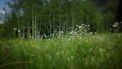 A light breeze blows wildflowers in a grassy meadow. Stock Footage