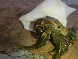 Hermit crab Stock Footage