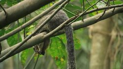 Grizzled giant squirrel (Ratufa macroura)-the national animal of Sri Lanka, on a tree in dense forest Stock Footage