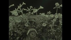 Crimson Monkey Flower Archival Stock Footage