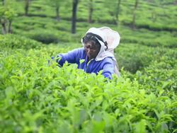 Tea picker picking Ceylon Tea in a tea plantation in the Sri Lanka Central Highlands aka Tea Country, Sri Lanka, Asia  Stock Footage