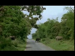 Asian Elephant (Elephas maximus) herd crossing road, Bandipur Stock Footage