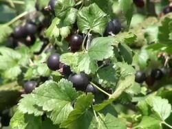 MS Shot of ribes nidigrolaria, josta berry / Serrig, Rhineland-Palatinate, Germany Stock Footage