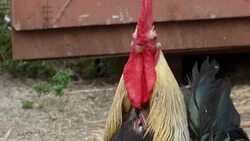 Red-Combed Rooster Listening to His Hens' Noisy Cackling Stock Footage