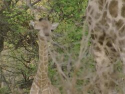 CU Shot of Two giraffe standing and observing surroundings / Okavango Delta, North West District, Botswana Stock Footage