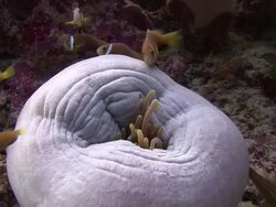 Clownfish Stock Footage