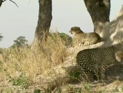  MS Cheetahs resting in shade at base of termite mound / Okavango Delta, North West District, Botswana Stock Footage