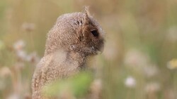 portrait of a Collared scops owl in the nature Stock Footage