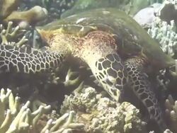 Turtle Feeding Stock Footage