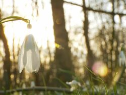 HD: Snowdrop Against Sunlight Stock Footage