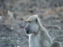 Baboon with young on back, CU, Tanzania Stock Footage