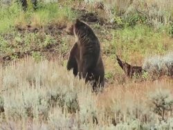 MS Shot of grizzly standing up in sage brush / Tetons, Wyoming, United States Stock Footage