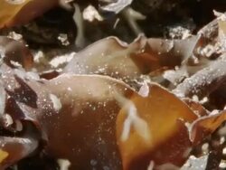 MS ZO Shot of Numerous sand fleas walking and jumping on washed up kelp / Namaqualand, Northern Cape, South Africa Stock Footage