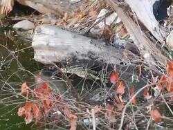 Varanus salvator Stock Footage