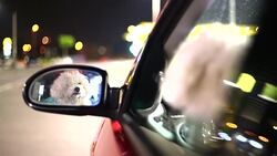 dog in a car looking through window Stock Footage