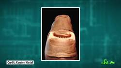 7 Animals with Super Weird (and Sometimes Horrifying) Teeth Instructional Video