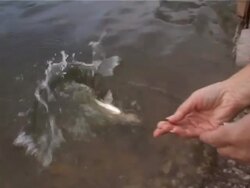 freshwater fish Stock Footage