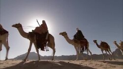 Arab people ride camels through Wadi Rum, Jordan. Stock Footage