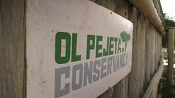 Giraffes eating leaves on wildlife conservancy News Clip