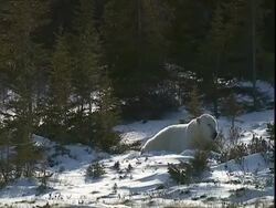 Polar bear (Ursus maritimus) falling asleep in snow, near Churchill, Manitoba, Canada Stock Footage