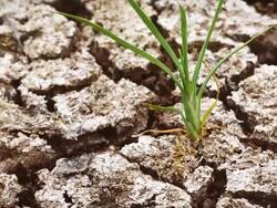 Dead land Stock Footage