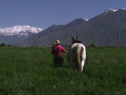 Slow tilting shot of a cowboy guiding his horse towards the meadow Stock Footage