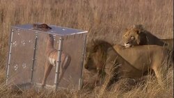 Lions paw at a decoy inside a predator shield. Stock Footage