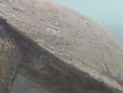 Swimming Turtle in Hawaii Stock Footage