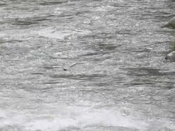 MS SLO MO PAN Shot of heron(bird) flying over Okdong stream / Yeongwol, Gangwon do, South Korea Stock Footage
