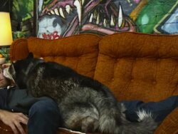 MS DS Alaskan Malamute licking man sleeping on sofa, surprised man waking up, Salt Lake City, Utah, USA Stock Footage